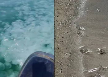 Güney Marmara’da denizanası istilası
