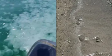 Güney Marmara’da denizanası istilası