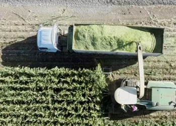 Mısır hasadına başlandı
