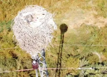 Havaların soğuması ile leyleklerin yuvası boş kaldı