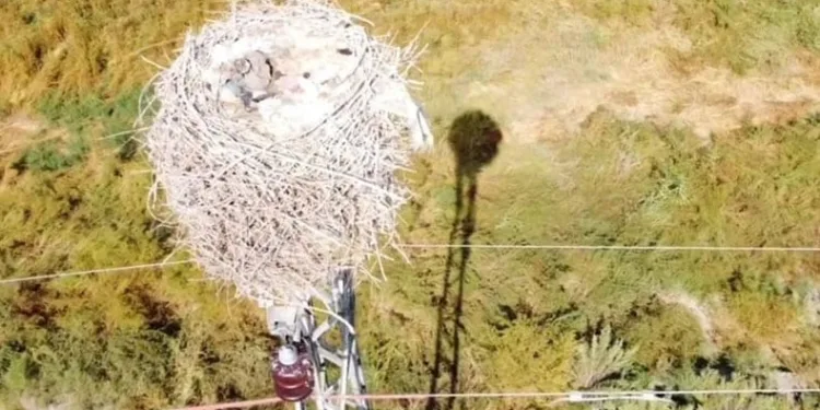 Havaların soğuması ile leyleklerin yuvası boş kaldı