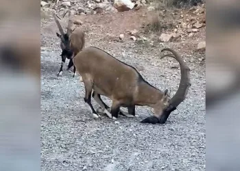 Yaban keçileri doğal güzelliğe renk kattı
