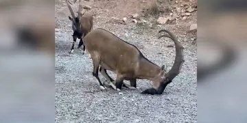 Yaban keçileri doğal güzelliğe renk kattı