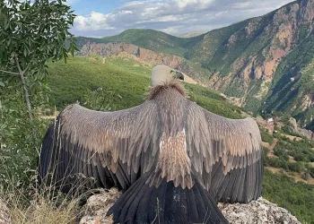 Ergen akbabanın uçma egzersizi