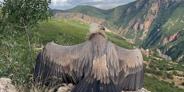 Ergen akbabanın uçma egzersizi