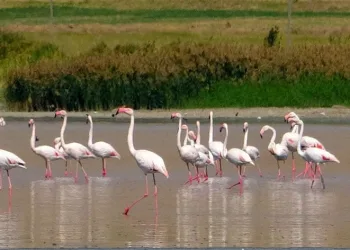 Flamingoların gözde mekanı