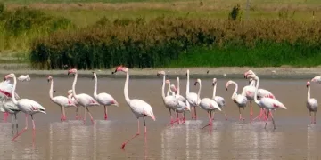 Flamingoların gözde mekanı