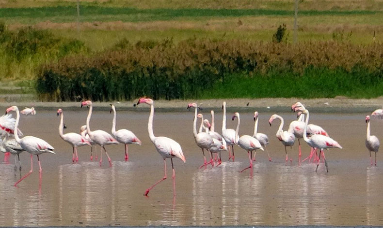 Flamingoların gözde mekanı