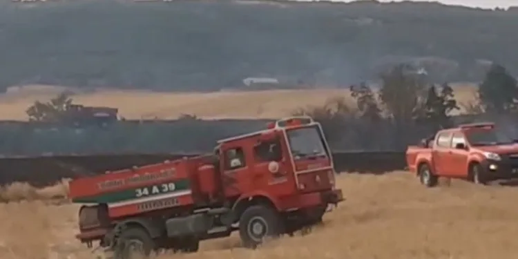 Anız yangını ormanlık alana sıçradı