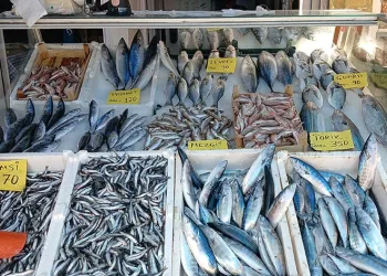 Palamut sürpriz yaptı
