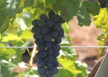 Isparta’da üzüm hasadı devam ediyor