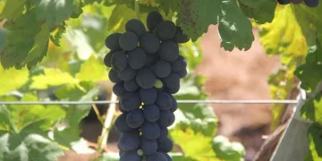 Isparta’da üzüm hasadı devam ediyor