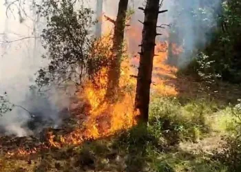 İstanbul’da orman yangını