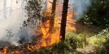 İstanbul’da orman yangını