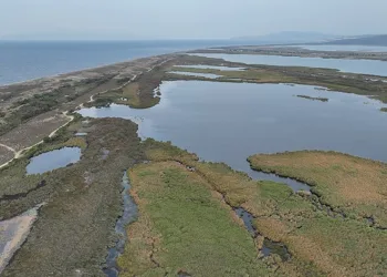 Karacabey longoz ormanları