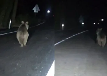 Önüne çıkan ayıyı aracıyla kovaladı
