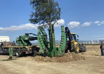 Bursa’da ağaçlar zarar görmemesi için naklediliyor