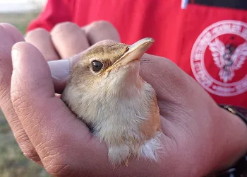 Kalp masajıyla hayata döndü