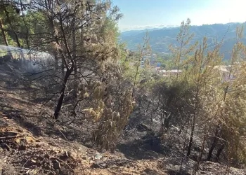 Yangın büyümeden söndürüldü