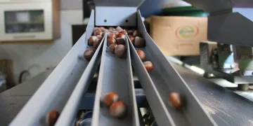 Toplandı, kurutuldu sıra kırmakta