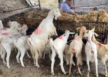 Orman yangınlarının yaraları sarılmaya devam ediyor