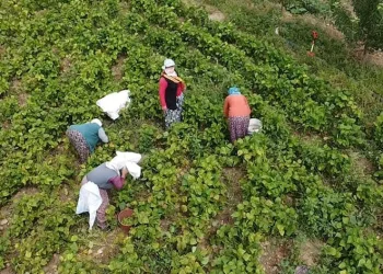 Hasadı yapılan fasulye yüzleri güldürdü