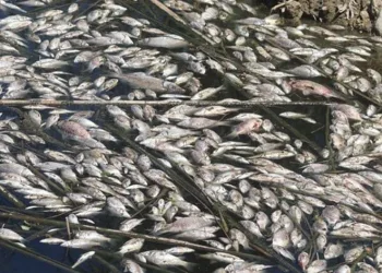 Büyük Menderes’teki balık ölümleri tedirgin etti