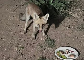 Davetsiz misafir, piknikçilerin sofrasına ortak oluyor
