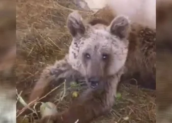 Yaralı halde bulunan ayı hayati tehlikeyi atlattı