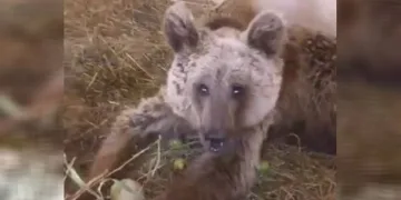 Yaralı halde bulunan ayı hayati tehlikeyi atlattı