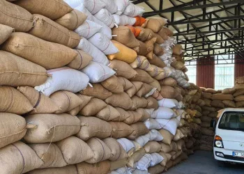 Fındık fiyatındaki artış üreticiyi sevindirdi