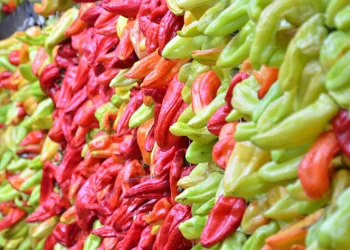 Kale biberinde hasat devam ediyor