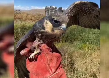 Delice doğan doğal yaşam alanına bırakıldı