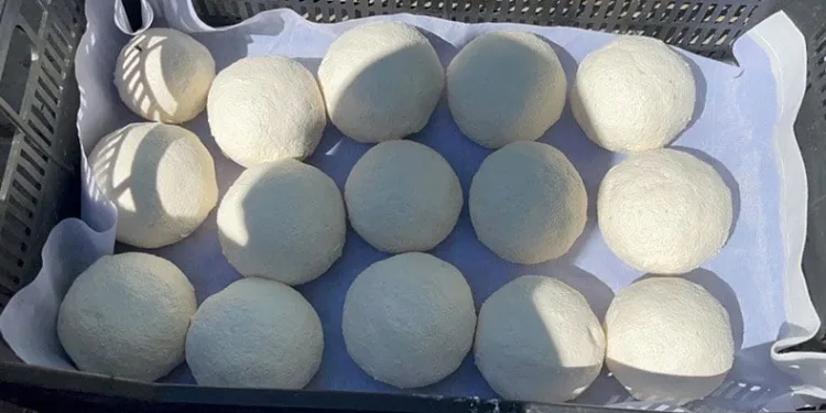 Ağrı’da “kurut” mesaisi başladı