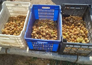 Sultanhisar’da incir hırsızı yakalandı