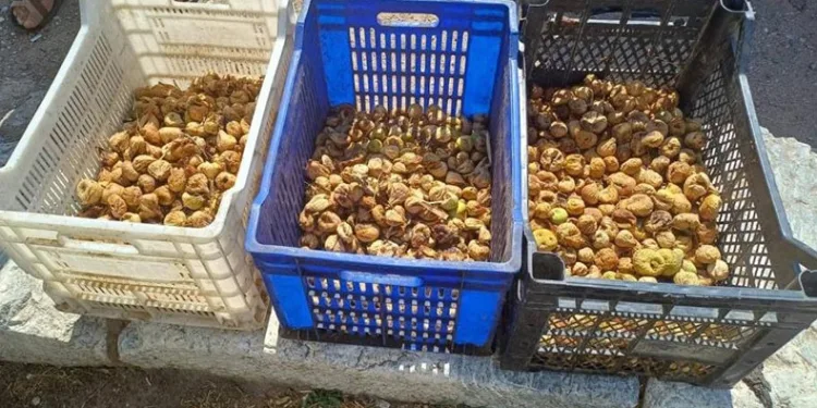 Sultanhisar’da incir hırsızı yakalandı
