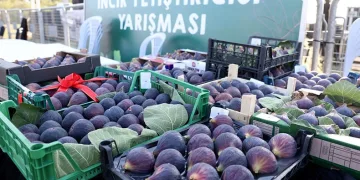 İncir Festivali üretici ile tüketiciyi buluşturdu