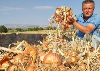 Soğan çiftçinin yeni umudu oldu
