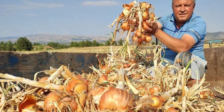 Soğan çiftçinin yeni umudu oldu