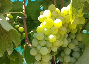 Çavuş Üzümü’nde hasat dönemi başladı