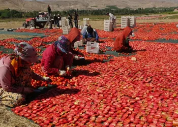 Kurutmalık domateste hasat devam ediyor