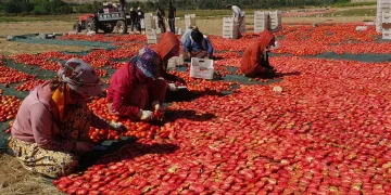 Kurutmalık domateste hasat devam ediyor