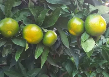 Mandalina hasadı başladı