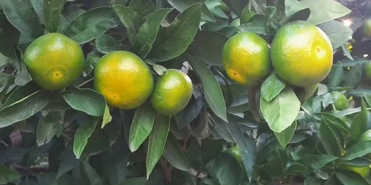Mandalina hasadı başladı