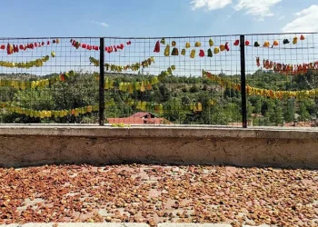 Gedizli köylülerin ata tohumu özlemi