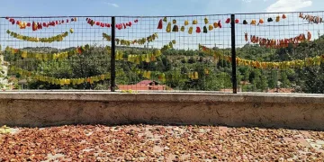 Gedizli köylülerin ata tohumu özlemi