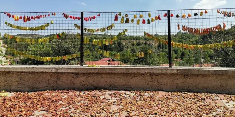 Gedizli köylülerin ata tohumu özlemi