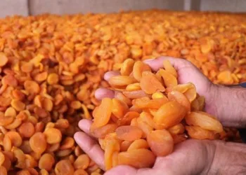 Malatya’da kayısı yüz güldürüyor