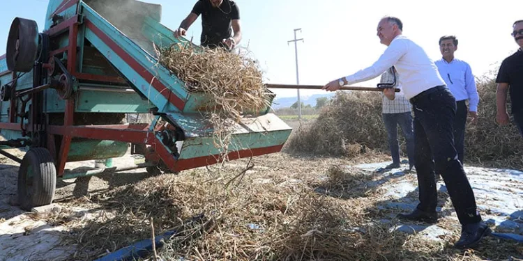 Tarladan sofraya, Cerrah kuru fasulyesi
