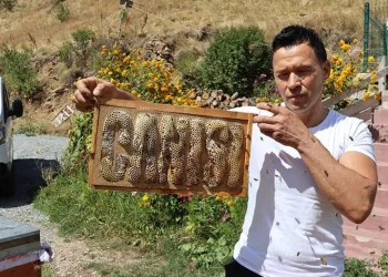 Arılara yazmayı öğreten adam